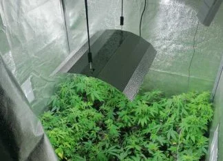 Sarajevo: U jednom stanu u Hrasnom pronađena laboratorija za proizvodnju marihuane Laboratorija Marihuana Sarajevo