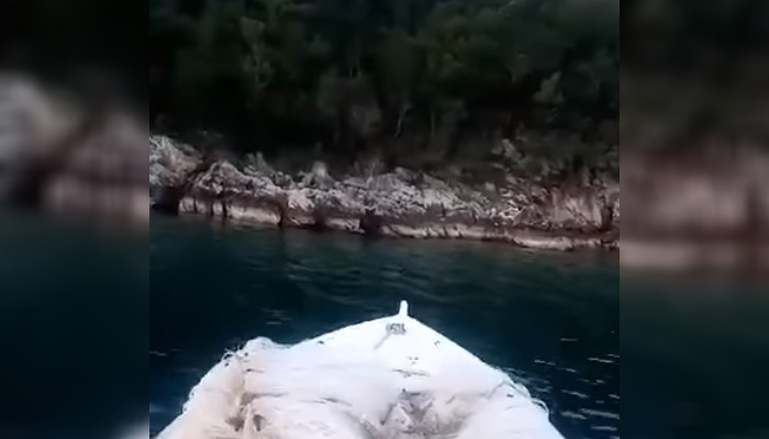 Medvjed plivao u moru u blizini Neuma (VIDEO)