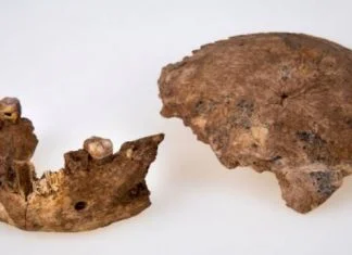 Neandertalci Nemaju Cisto Evropsko Porijeklo Lobanja Be 60d477cf07117