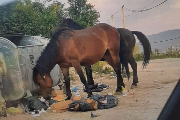 Konji Sarajevo