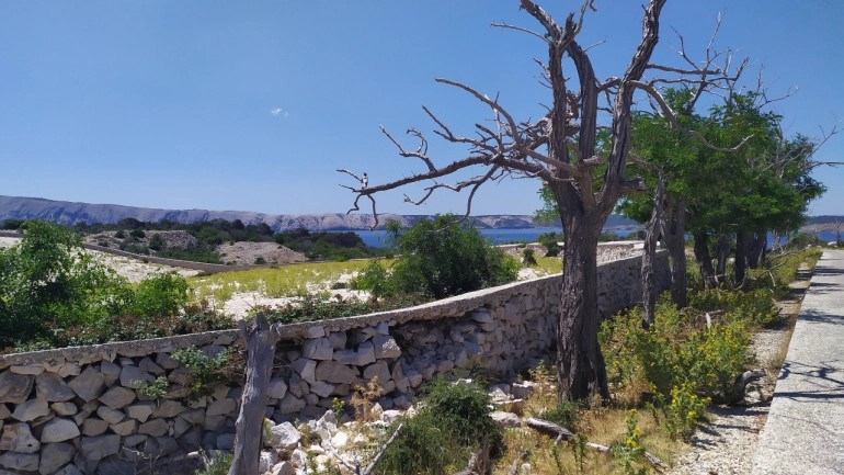 Zatvorenici Su Sadili Sadnice Bora A Zatim Stajali Iznad Njih Cijeli Dan Na Suncu Kako Bi Napravili Goli Otok