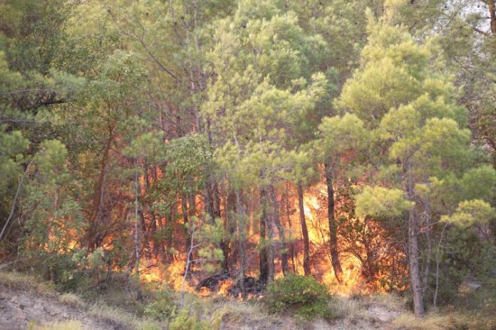 Požar šuma