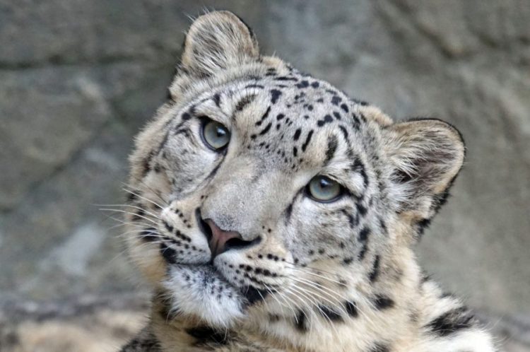 Snježni Leopard