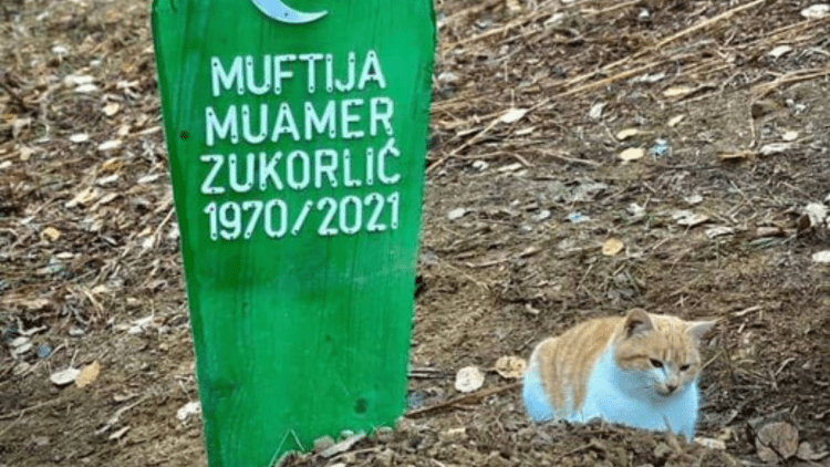 Zukorlić Mačka
