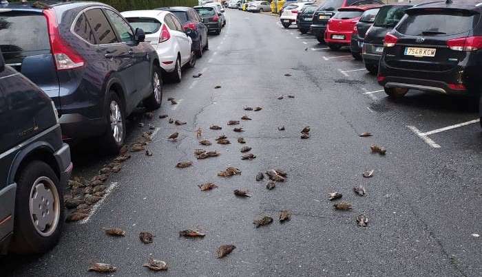 Ispred bolnice u Španiji palo 200 mrtvih ptica Ptice Na Cesti