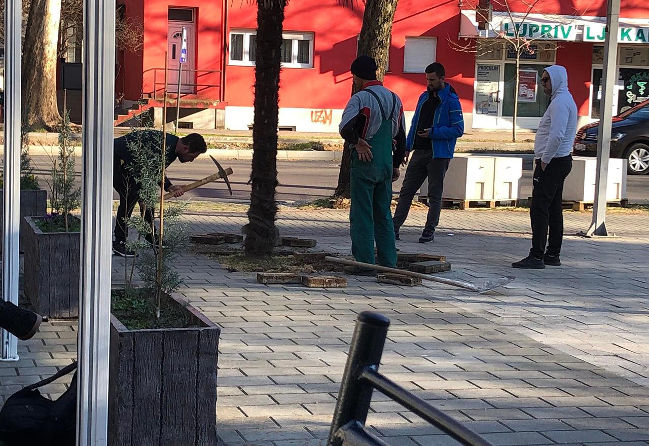 Bizarne scene u Mostaru: Pokušao prodati gradsku palmu na Olx-u za 400 KM