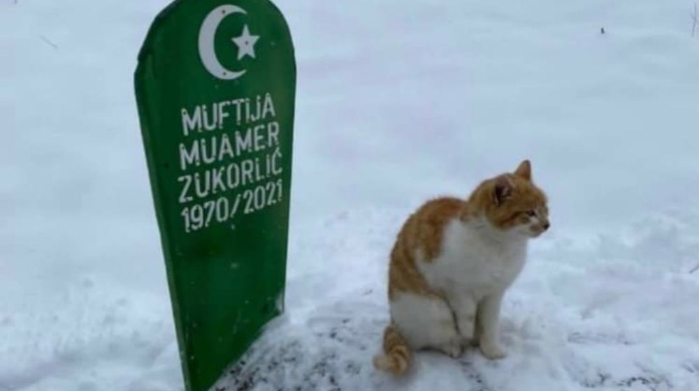 Mačak muftije Zukorlića i dalje na mezaru svog preminulog vlasnika