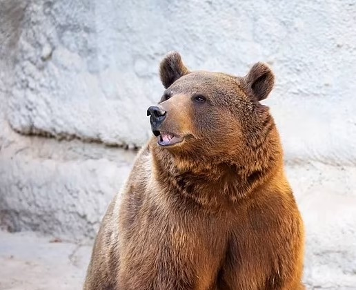 Medvjed