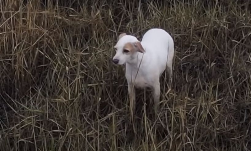 Maštoviti spasioci izvukli psa zahvaljujući kobasici na dronu (VIDEO)