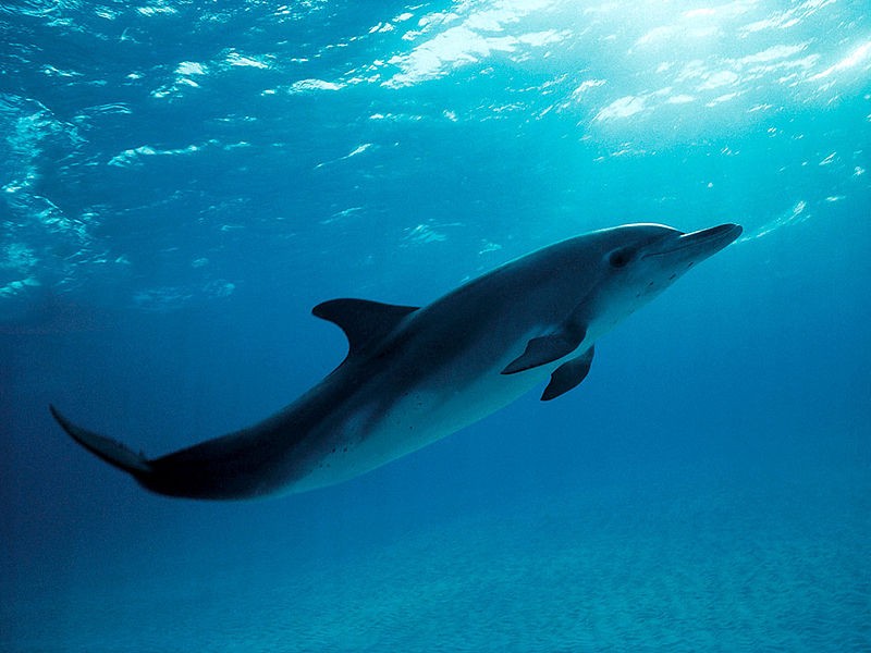 Na plaži u Bečićima pronađen mrtav delfin (VIDEO)