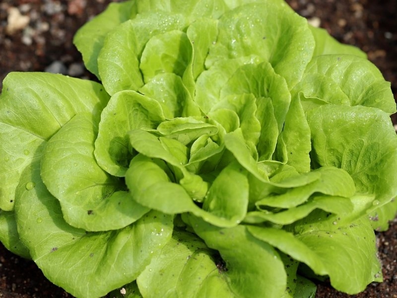 Zelena Salata