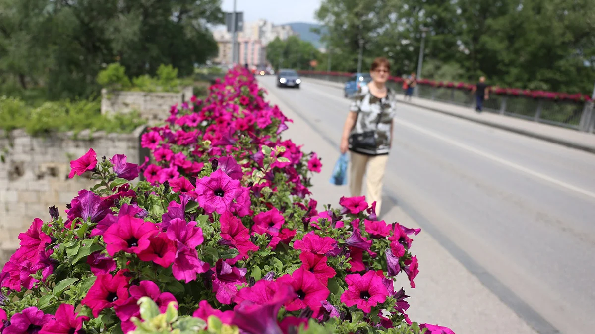Zenica Mostovi Cvijeće