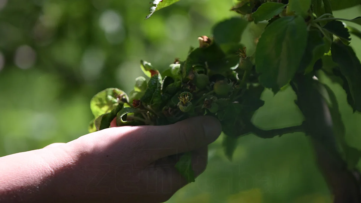 Nejra Lepic Proizvod