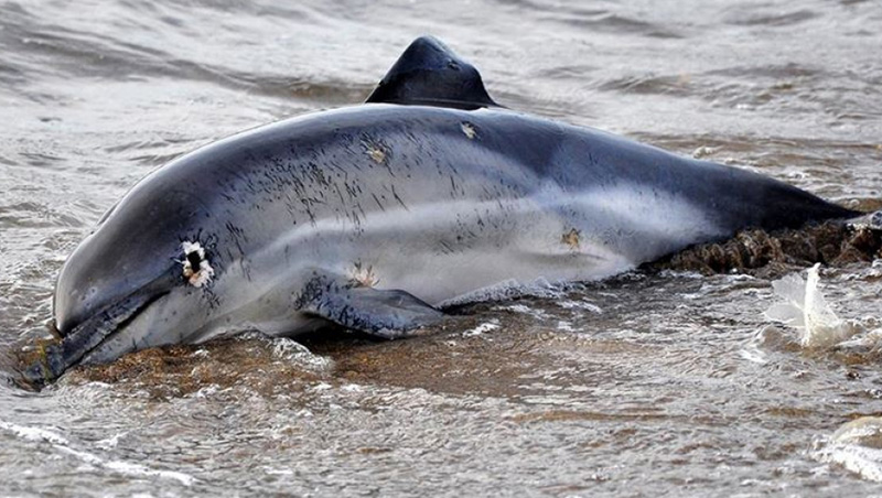 U Crnom moru 3.000 delfina je uginulo od početka ruske invazije