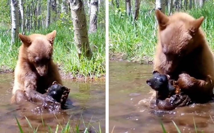 Medvjedić se igrao u lokvi s igračkom medvjedića, prizor oduševio mnoge (VIDEO)