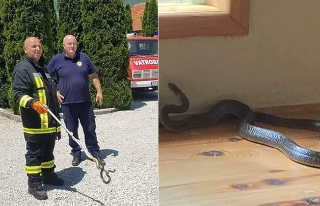Zmija