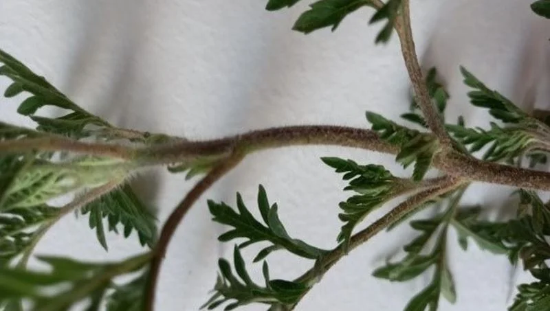 Ambrozija Ilustracija 004