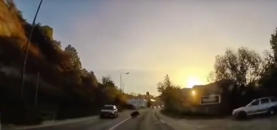 Divlja Svinja Vogosca