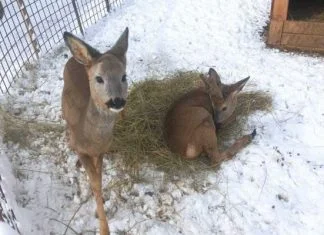 Snijeg donio nevolje za Amerovu farmu na Smetovima Amerova Farma