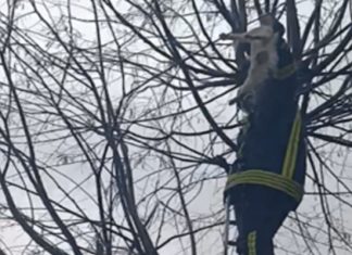 Spasavanje Macke U Zenici Crkvice