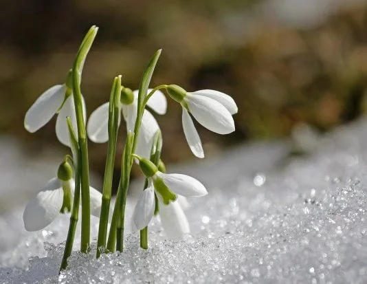 Džemre, Visibaba, Zima, Proljeće