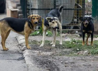 Psi lutalice napali dijete u Zenici, dječak prevezen u Kantonalnu bolnicu Zenica Psi Lutalice
