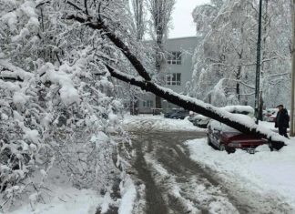 Srušeno Stablo Automobil