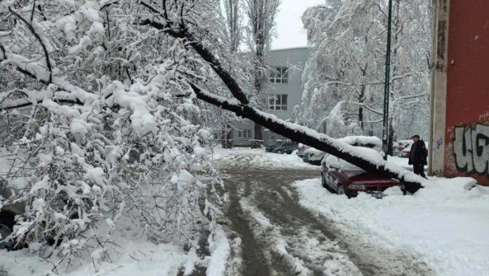 Srušeno Stablo Automobil