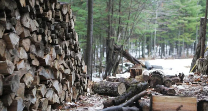 U Zenici u ponedjeljak stručni skup “Korupcija u šumi?”