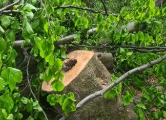 Na nekropoli Grebak i na putu prema Markovom kamenu uočena šumska krađa (FOTO) Šumska Krađa