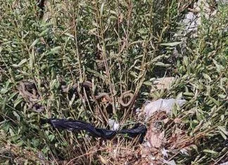 U Zenici na Kamberovića polju ispod mosta uočena zmija Zmija