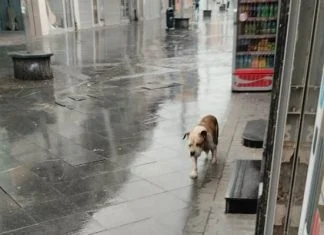 Problem napuštenih pasa u Zenici sve veći, ulicama lutao pit bull