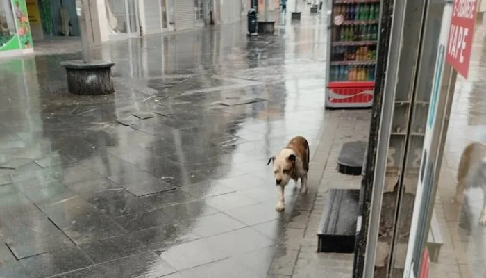 Problem napuštenih pasa u Zenici sve veći, ulicama lutao pit bull