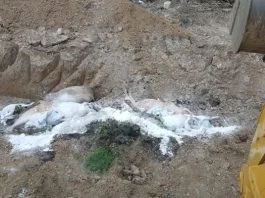 Afrička Kuga RS