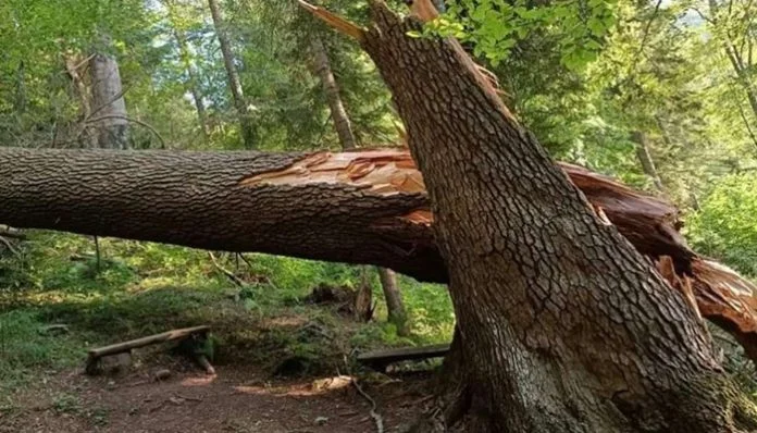 Drvo Stradalo Od Posljedica Oluje