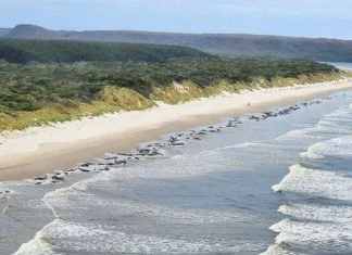 Cijelo jato od 97 kitova uginulo u Australiji nakon što su se nasukali Jato Kitova Nasukalo Se Na Obalu Australije