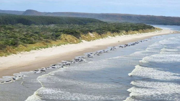 Jato Kitova Nasukalo Se Na Obalu Australije