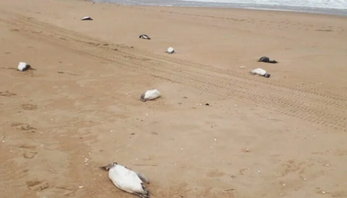 Uginuli Pingvini Na Obali Mora U Urugvaju