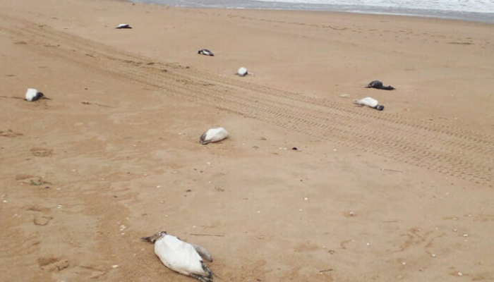 Uginuli Pingvini Na Obali Mora U Urugvaju