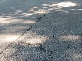 Zmija Na Bulevaru