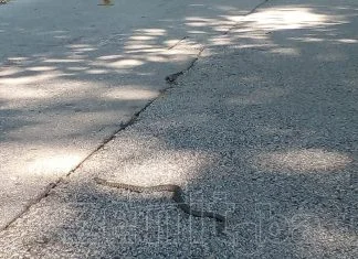 U centru Zenice uočene zmije, u slučaju ujeda KBZE ima dovoljno seruma Zmija Na Bulevaru