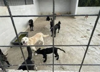 U skloništu u Tešnju psi jeli jedni druge, iz azila kažu da je agresivnost izazvana nekom supstancom Azil Za Pse