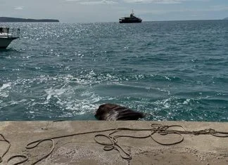 Komiža Hrvatska Krava U Moru