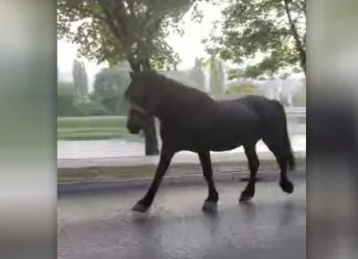 Konj van kontrole lutao ulicama Zenice (VIDEO) Konj Na Bulevaru