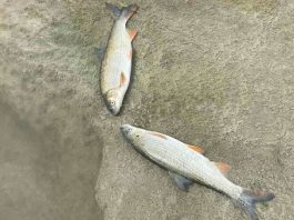 Pomor Ribe Rijeka Bosna