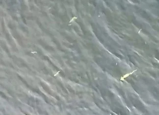 Nagli pomor ribe od Zenice do Nemile Pomor Ribe Rijeka Bosna