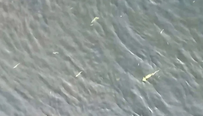 Pomor Ribe Rijeka Bosna