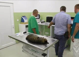 U Sarajevu otvoren Urgentni centar za hitnu pomoć životinjama Urgentni Centar Za životinje