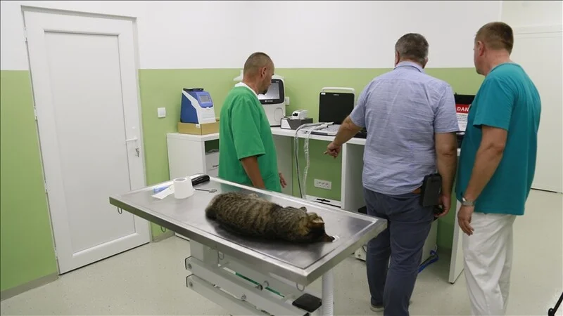 Urgentni Centar Za životinje