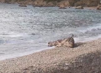 Krava Na Plaži